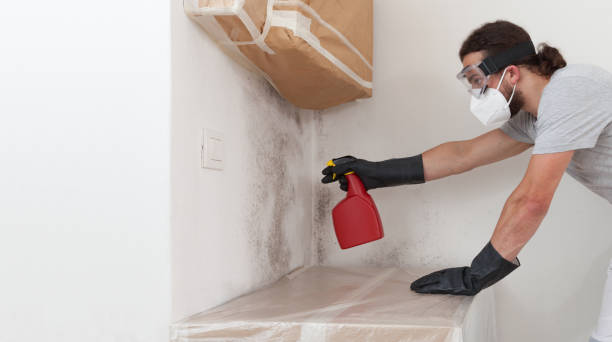 Professional Attic Mold Removal technician working in Port Royal, PA